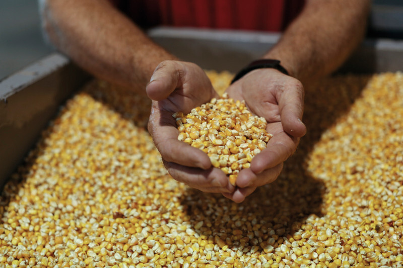 Izby rolnicze postulują o interwencyjny skupu kukurydzy